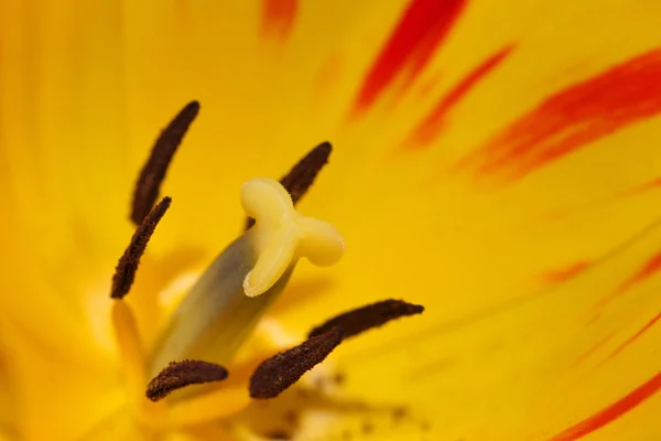 Flor de tulipán detalles internos — Foto de Stock