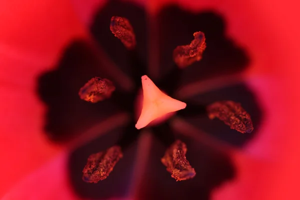 Wewnętrzny szczegóły czerwony tulipan — Zdjęcie stockowe