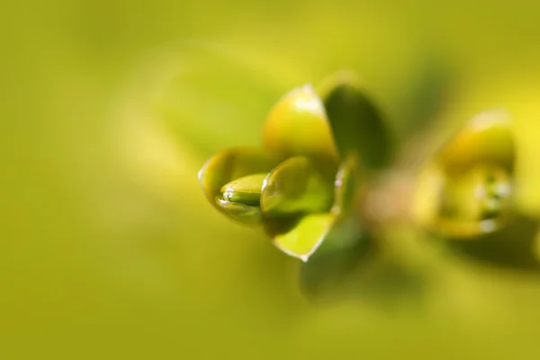 Frunze proaspete — Fotografie, imagine de stoc