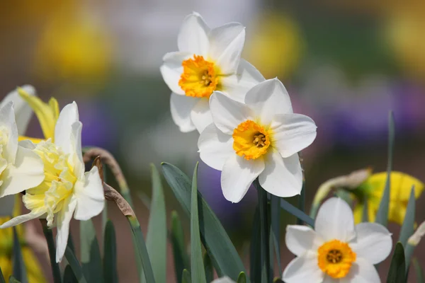 stock image Daffodil flowers