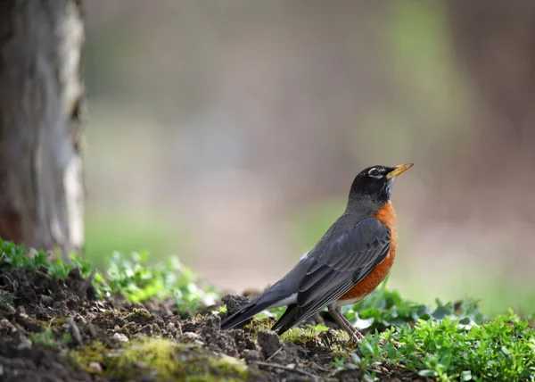 Robin pássaro — Fotografia de Stock