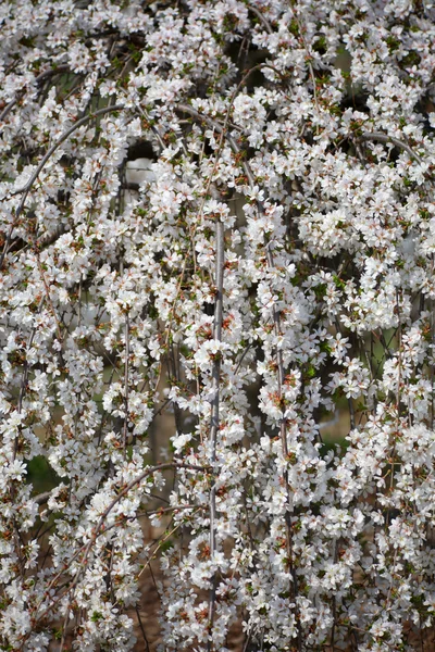 Floración de primavera — Foto de Stock