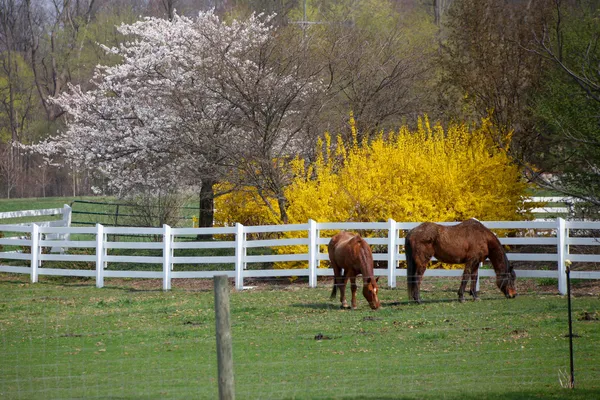 Paarden op de boerderij — Stockfoto