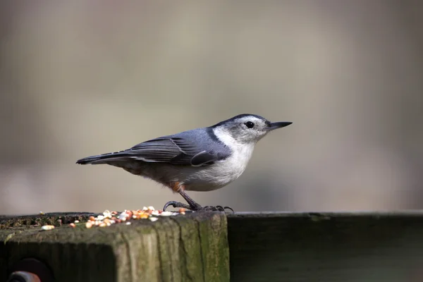 Nut hatcher bird — Stock Photo, Image
