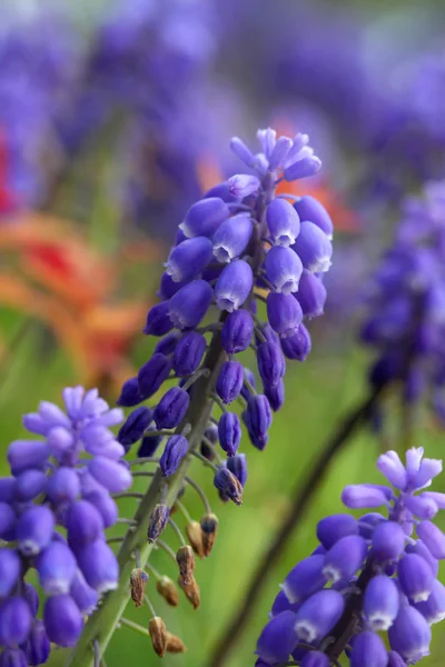 Modřenec muscari květ — Stock fotografie