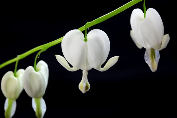 피흐르는 심장의 꽃 — 스톡 사진