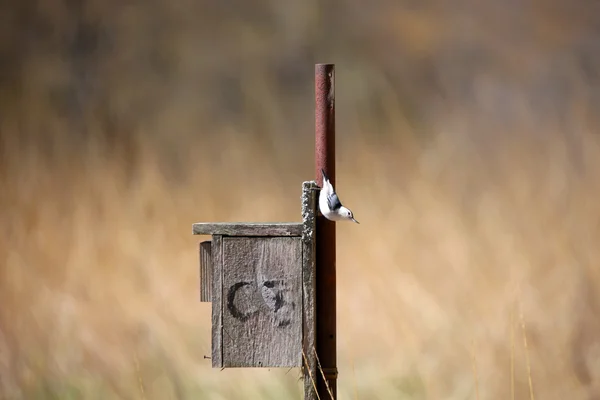 Χάτσερ καρύδι σε έναν τροφοδότη πουλιών — Φωτογραφία Αρχείου