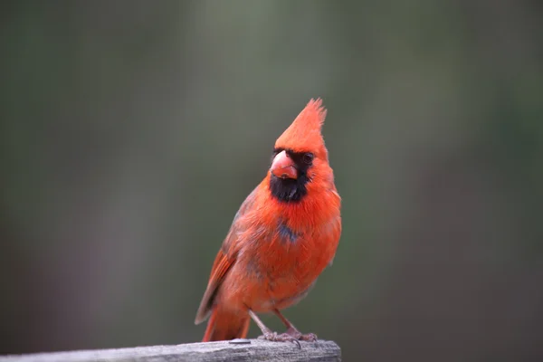 Uccello cardinale — Foto Stock