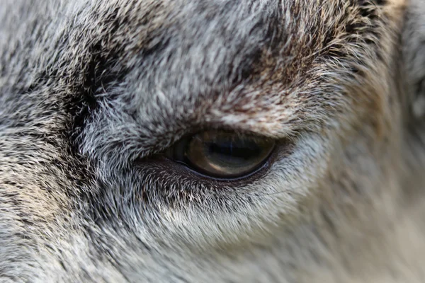 염소 눈 — 스톡 사진
