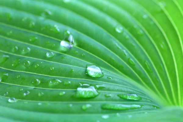 荷斯塔叶的水滴 — 图库照片