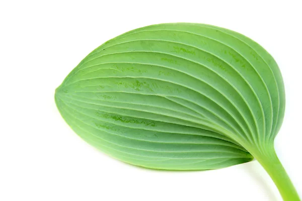 stock image Green leaf against white background