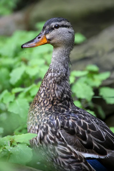 Portret kaczka krzyżówka — Zdjęcie stockowe