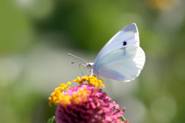 White moth — Stock Photo, Image