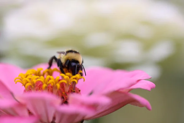 Bee on Zinnia flower — Stock Photo, Image