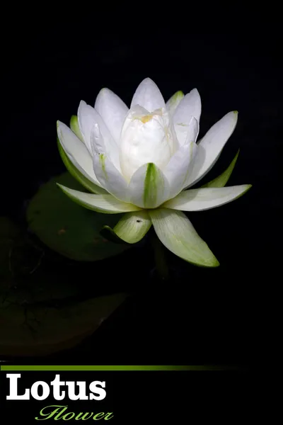 Vit lotusblomma — Stockfoto