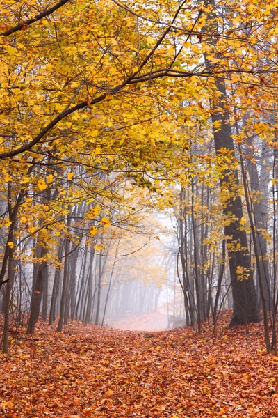 Dimmigt hösten — Stockfoto