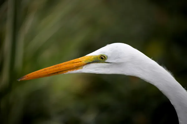 Snow white Egret — Stock Photo, Image