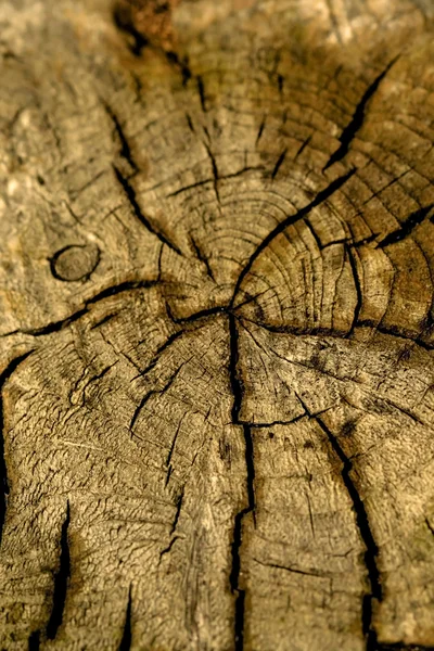 횡단면을 나무 — 스톡 사진