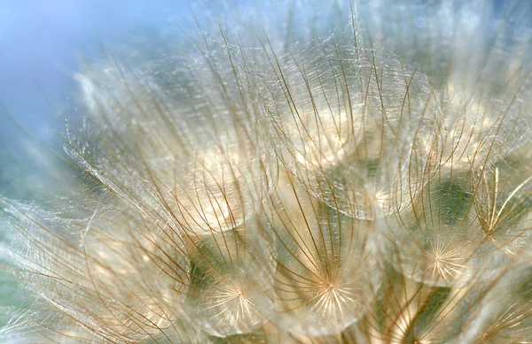 Dandelion close-up tiro — Fotografia de Stock