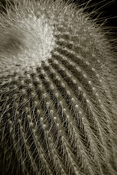 Kaktus växter Detaljer — Stockfoto