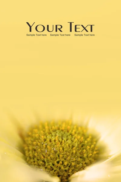 Yellow Daisy flower background — Stock Photo, Image