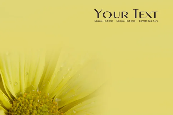 Gele Daisy bloem achtergrond — Stockfoto