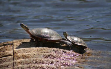 Turtles crawling around the ground clipart