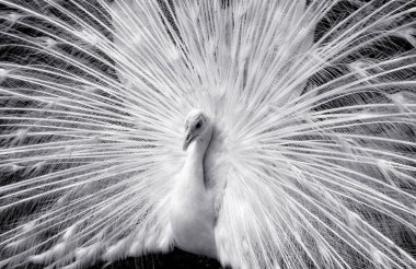Beyaz tavus kuşu