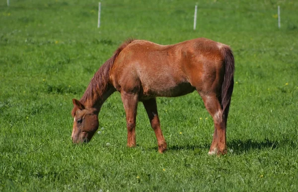 Koń na polu — Zdjęcie stockowe