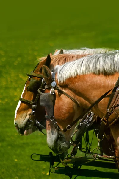 Castanho e branco cavalo colorido — Fotografia de Stock