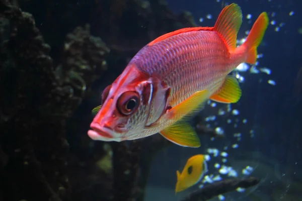 stock image Red Beta Fish