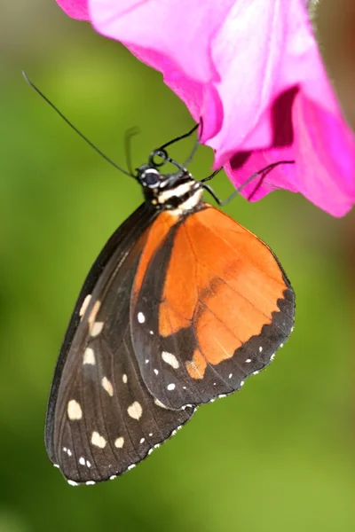 Schmetterlingsfliegen — Stockfoto