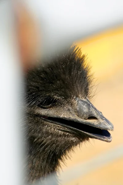 Птах страус — стокове фото