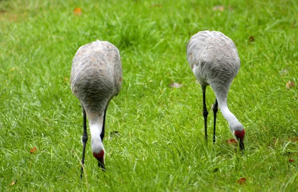 Two Cranes — Stock Photo, Image