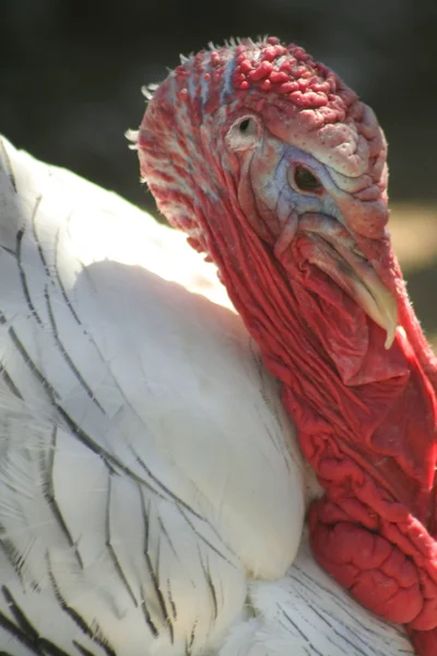 Portret ptak Turcja — Zdjęcie stockowe