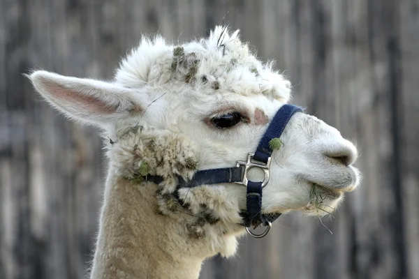 stock image Young camel