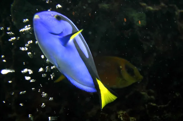 Синяя рыба — стоковое фото
