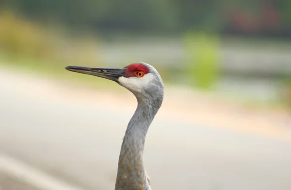 Długi dziób Żuraw ptak — Zdjęcie stockowe