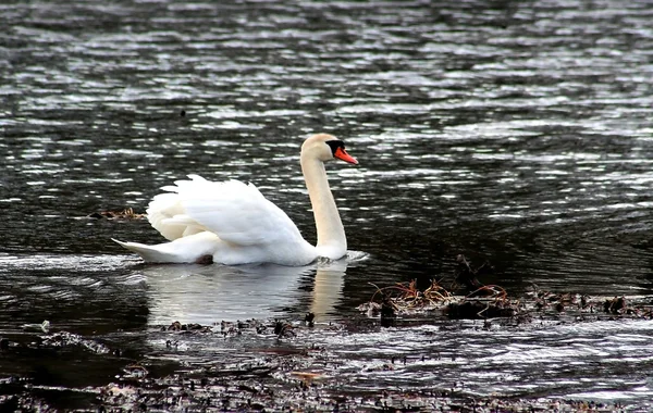 湖で泳ぐ白鳥 — ストック写真