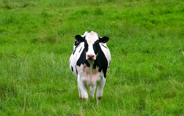 Портрет корови — стокове фото