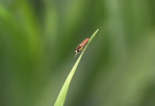 Έντομο σε μια άκρη του χόρτου — Φωτογραφία Αρχείου