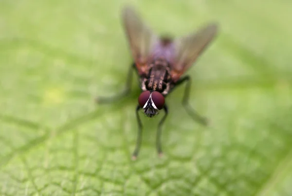 Piccola mosca sulla foglia — Foto Stock