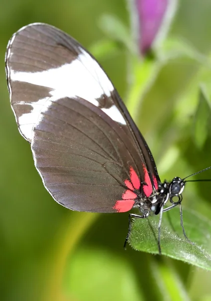Vlinder op een blad — Stockfoto