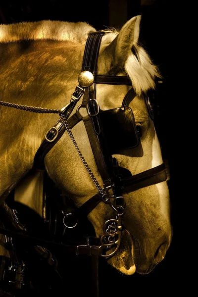 Tête de cheval — Photo