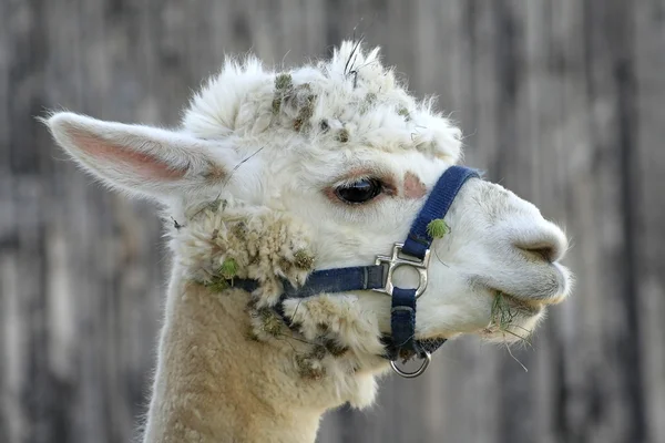 Stock image Young camel