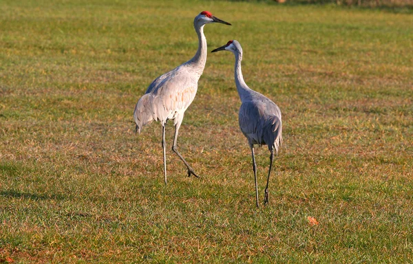 Två sandhill kranar — Stockfoto