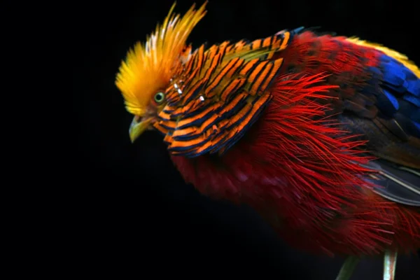 Färgglada fågel — Stockfoto