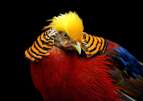 Πολύχρωμο πουλί — Φωτογραφία Αρχείου