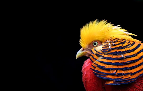 Πολύχρωμο πουλί — Φωτογραφία Αρχείου