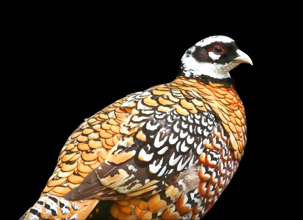 Multi gekleurde vogel — Stockfoto